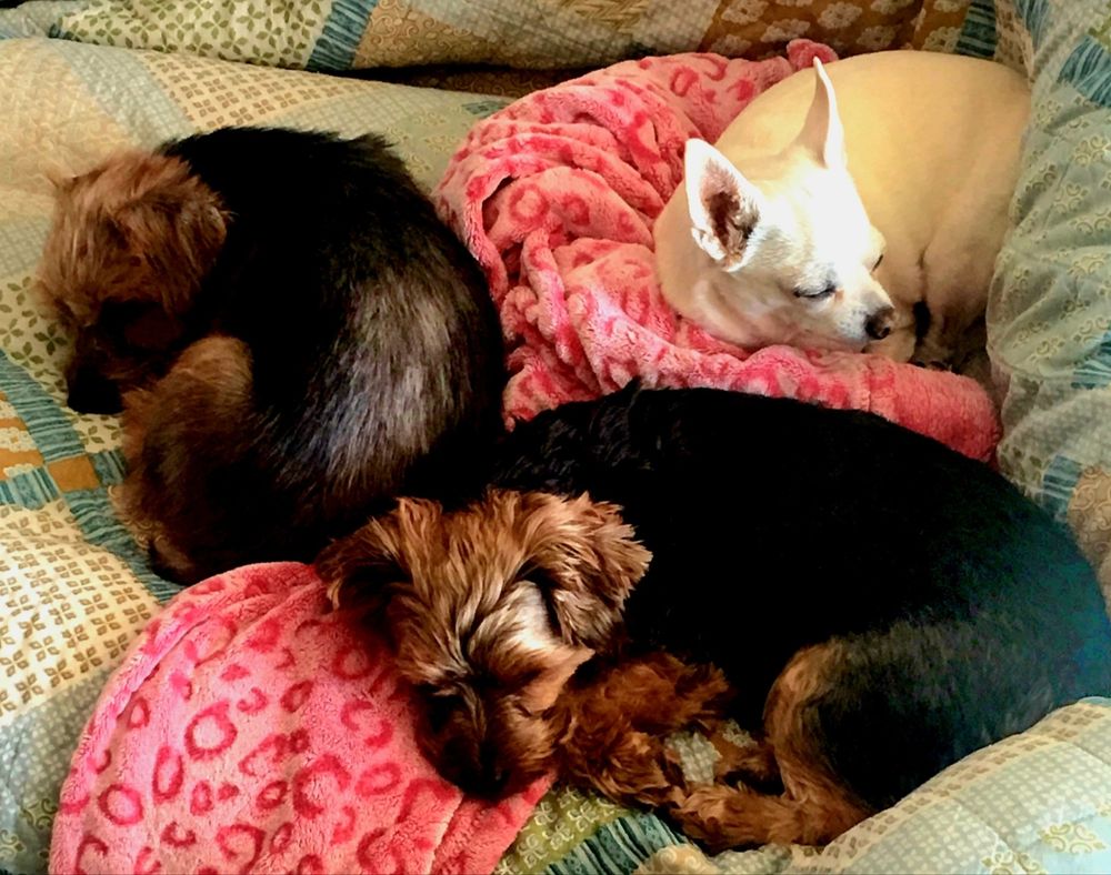 3 dogs, 2 black and tan yorkies and 1 white chihuahua, all curled up and sleeping together in the sun on a blue patterned quilt and a pink blanket. 