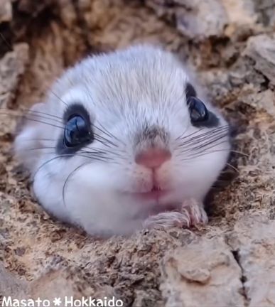 Japanisches Eichhörnchen guckt freundlich aus einem Loch
