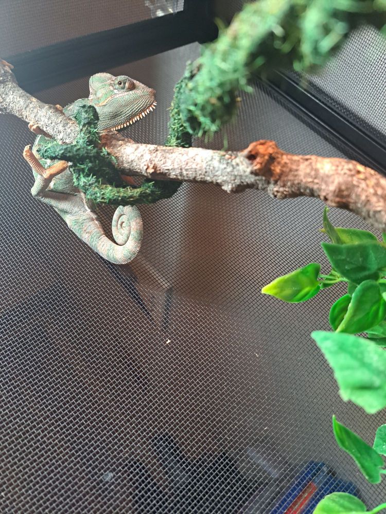Pi mon caméléon dans une position de "jugement" regard haut sur une branche