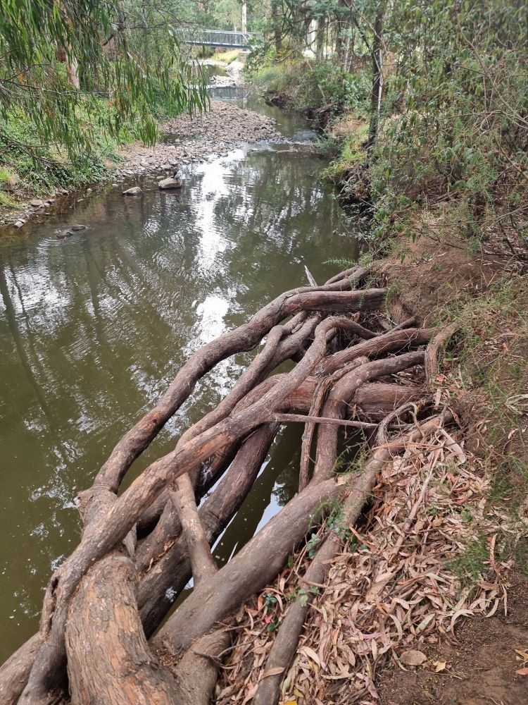Photo taken from the riverbank, looking over a tangled mass of exposed gum tree roots in the foreground, with a view down the river towards a pedestrian bridge in the distance.