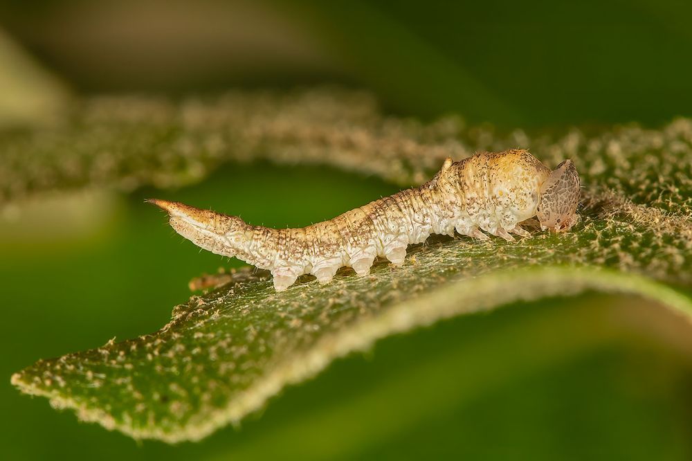 The larva of Watsonalla uncinula (Spiny Hook-tip)