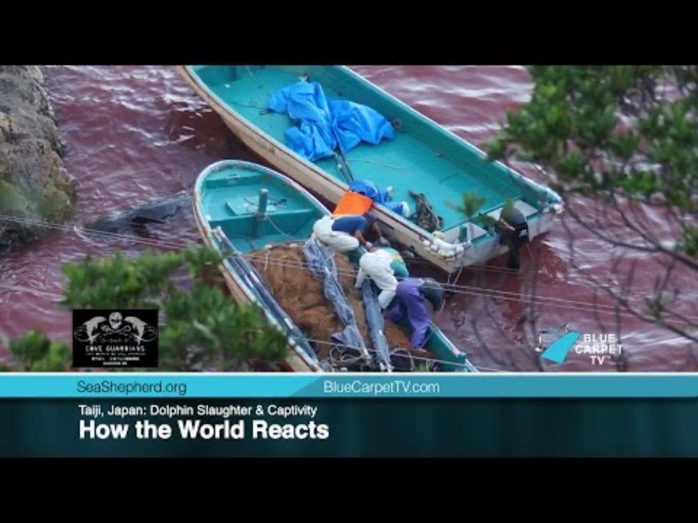 Taiji, Japan: Dolphin Slaughter & Captivity. How the World Reacts.