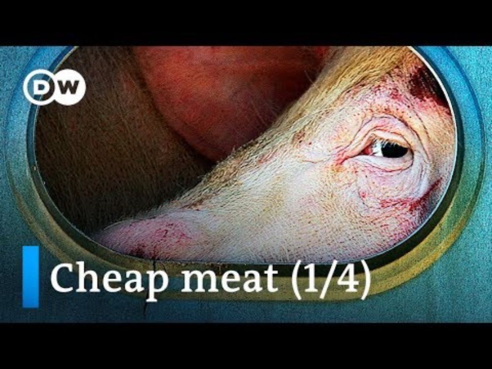 The high cost of cheap meat: Cruel industrial livestock farming (1/4) | DW News