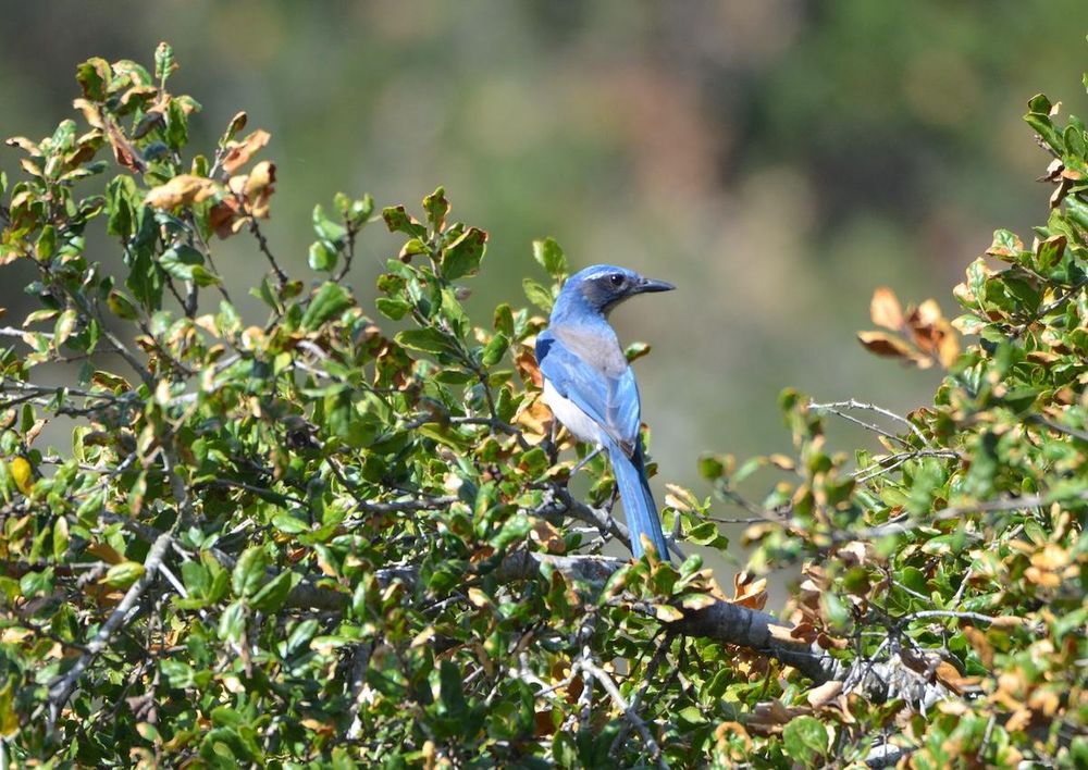 Photo of a bird, a California scrub-jay. Credit Dieter Lukas