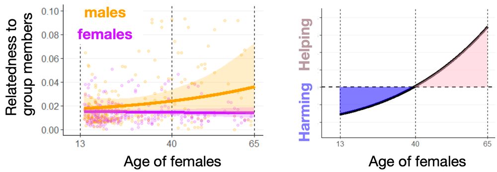 Two of the scientific graphs from the linked paper. The left side shows that as female chimpanzees get older, their relatedness to the males in their community increases because they now include their sons. The relatedness to other females however stays low, because new unrelated females constantly join the community. The graph on the right shows that these age-related changes in relatedness mean that females are expected to act selfish when they are young, but care about others in the group when they are older.