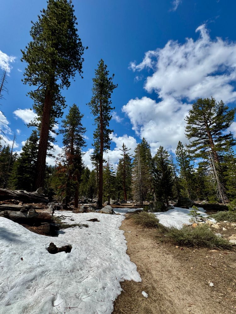 Snowy trail and forest 