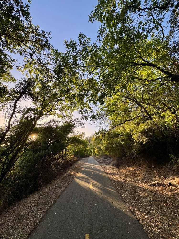 Sunset through the trees on a walking trail 