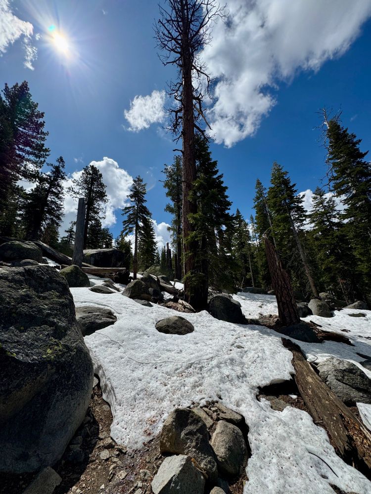 Snowy trail and forest 