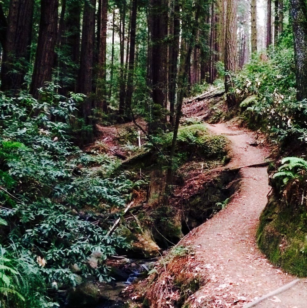 Forest trail