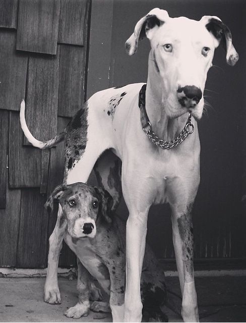 Great Dane and Dane puppy