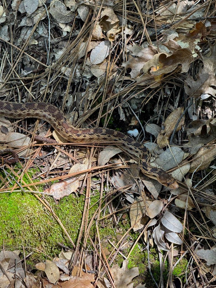 Pacific Gopher Snake