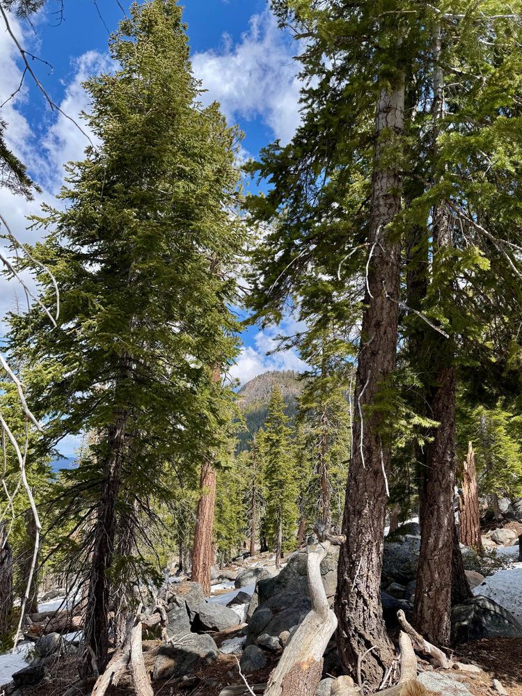 Trees and mountain in the distance 