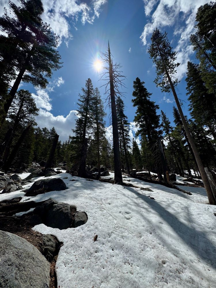 Snowy trail and forest 