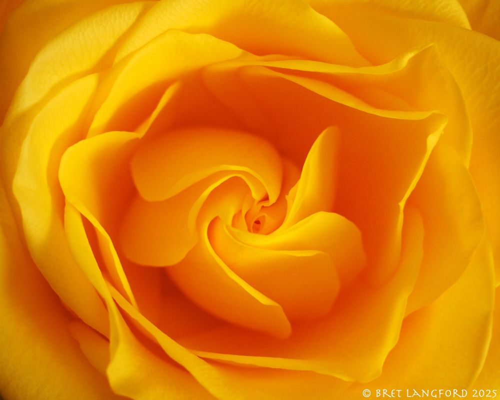 amber flower