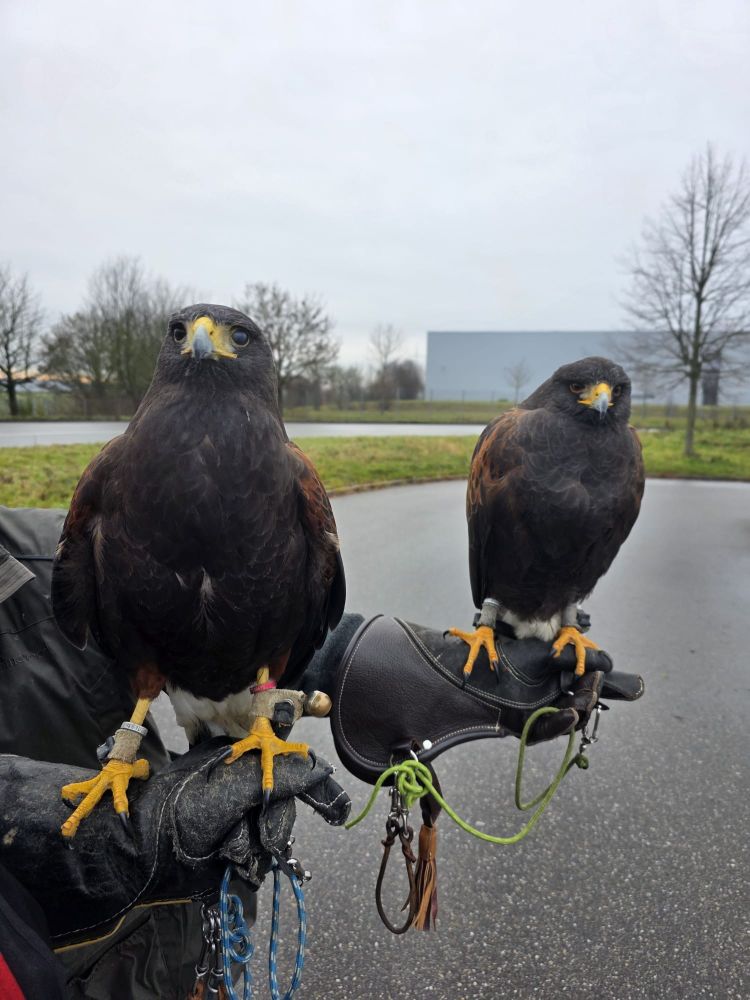 Two Harris hawks each on their falconer's glove looking toward the camera. The hawk on the left is blinking the nictitating membrane of her left eye, so it looks cloudy.
