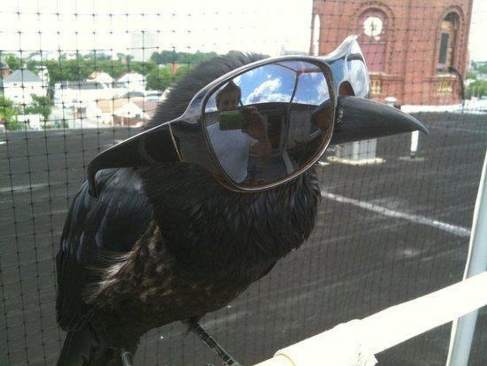 Cool crow in sunglasses