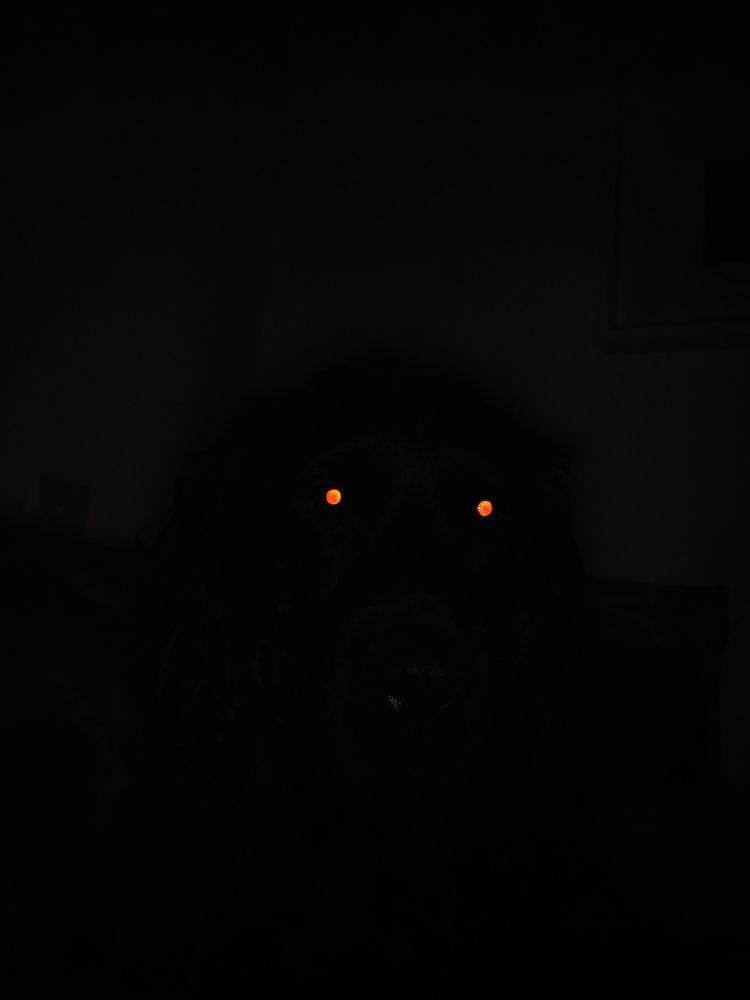 Two small, glowing red eyes against a completely black background. A creature is hidden in the darkness. It looks like a vicious nightstalking cryptid about to rip my throat out, but fortunately I know that it's just a black spaniel in a dark room, attempting to steal half the bed.