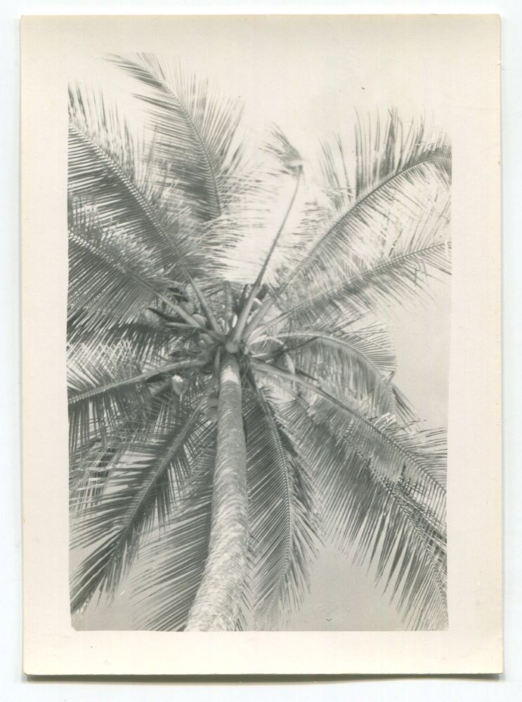 A black and white photo looking u pat the top of a palm tree in Ghana in the 1950s