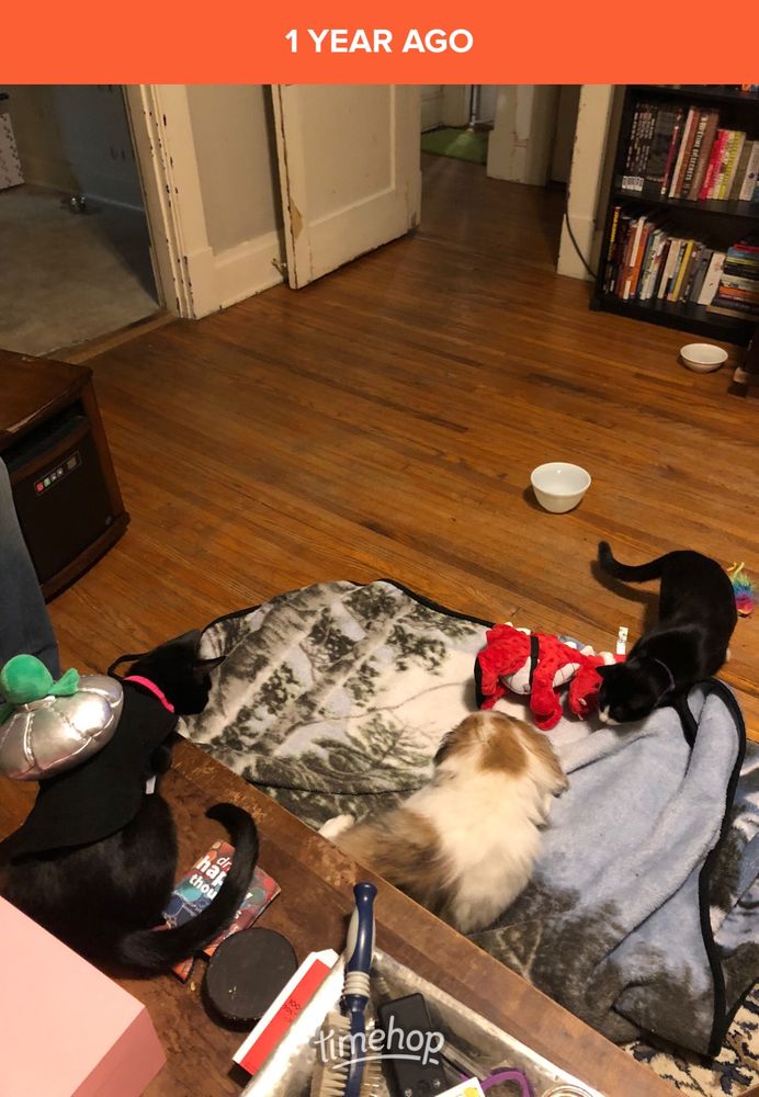 Kitten DD (tuxedo cat), Kitten Bongo (black cat), and baby puppy Rauru (Australian Cattle Great/Pyrenees mix)