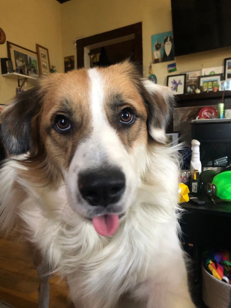 Rauru Australian Cattle Great Pyrenees mix with tongue sticking out