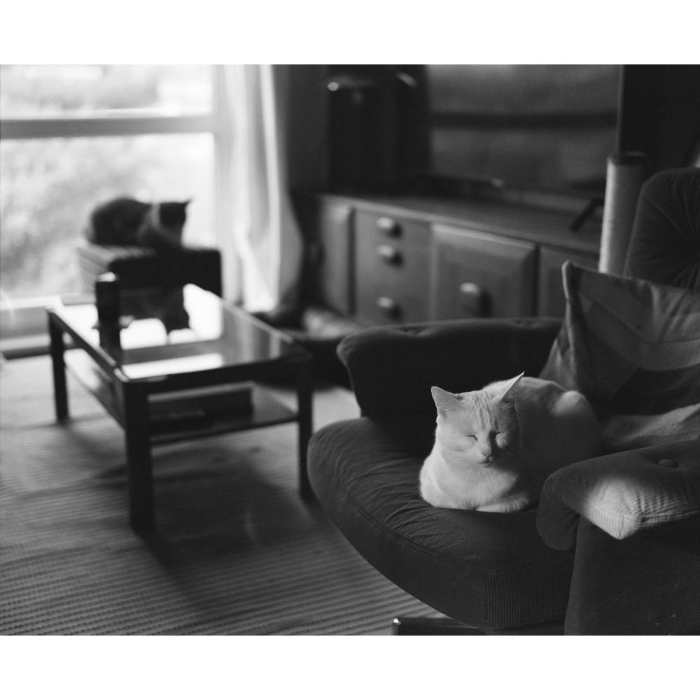 A cat called Moby sits on a stool, having a nap. Whilst a cat calls Stan sits on a footstool in the background also having a nap

Mamiya RB67
90mm 3.8
Ilford Delta 400