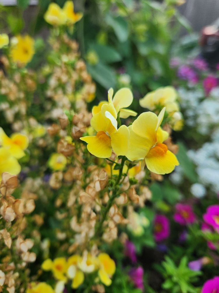 Yellow snapdragon flowers