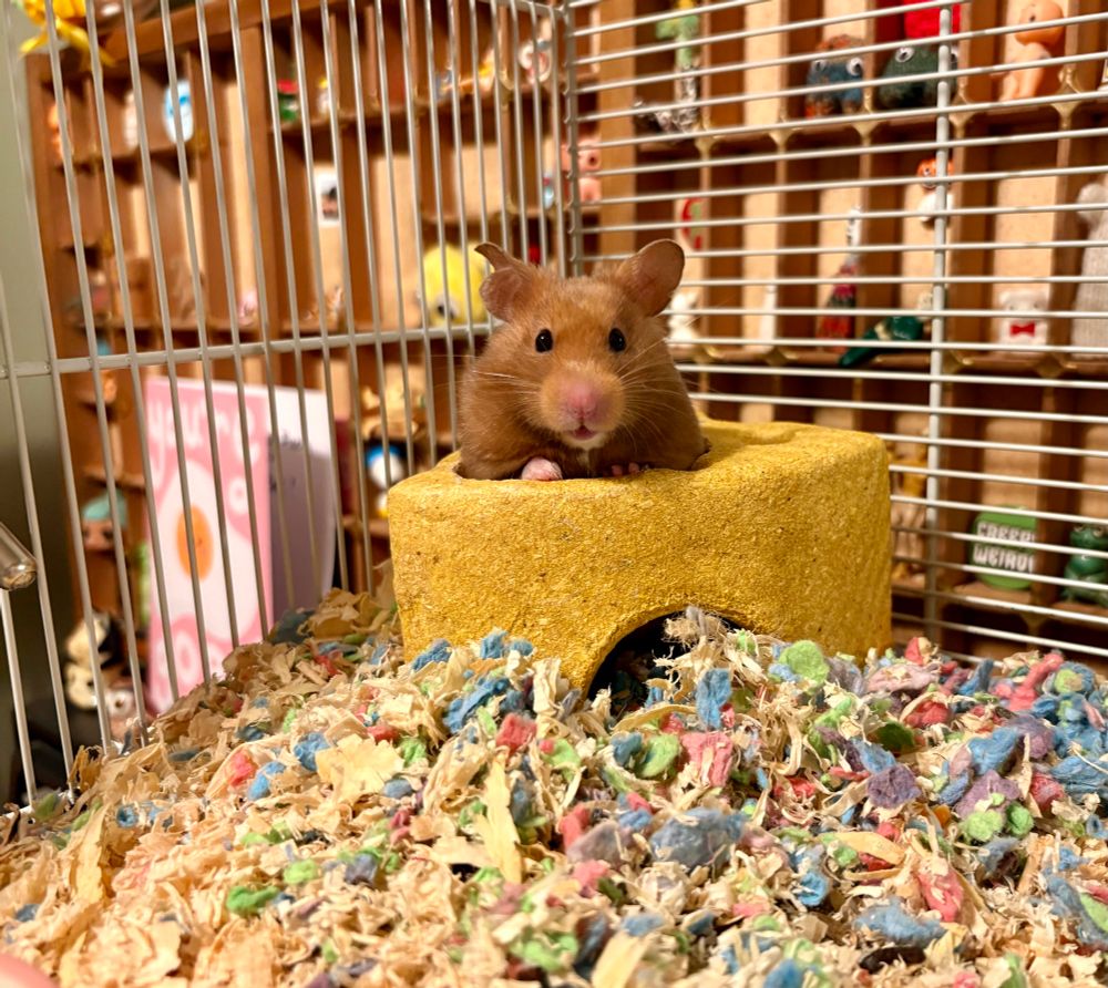 A hamham in her cheese house 