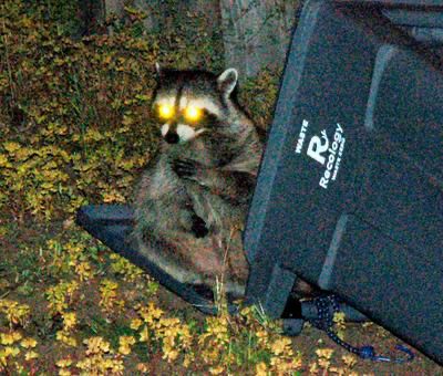A picture from the internet of a raccoon eating out of a bin, eyes glowing from the camera flash 