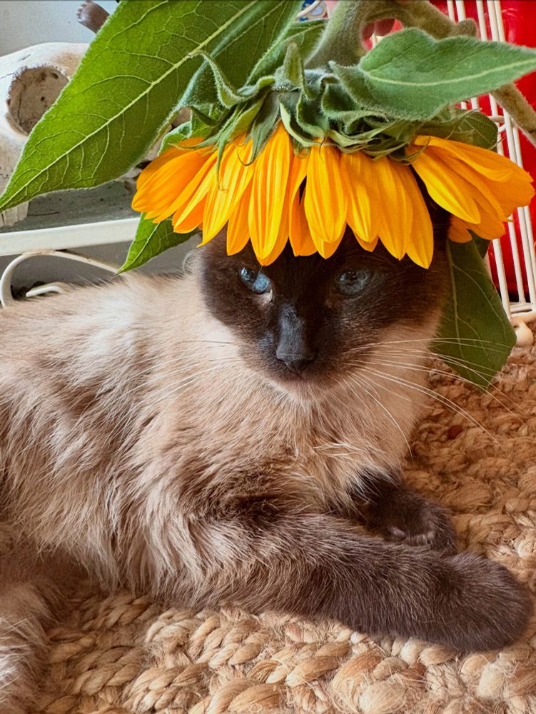 My little brown cat with a sunflower on her head 