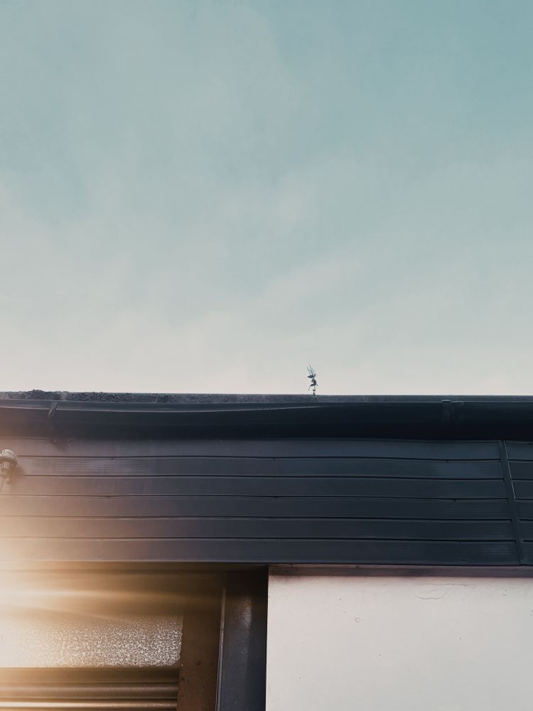 A tiny plant growing in a gutter