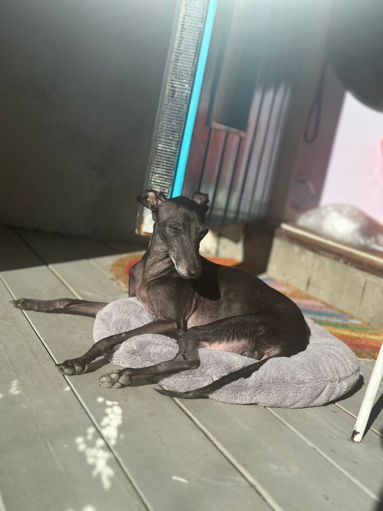 Svart lite. Hund som ligger på en grå pute. Hun myser mot sola.