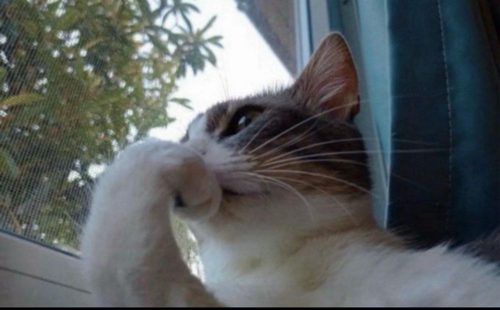 Cat staring forlornly through a window 