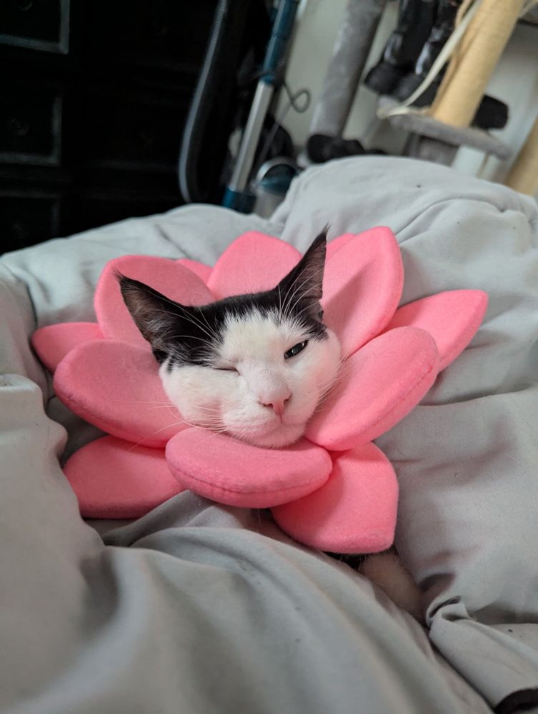 Black and white kitten in a soft cone that looks like a flower post snip