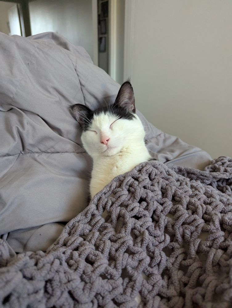 Black and white kitten zonked out tucked into a blanket post snip