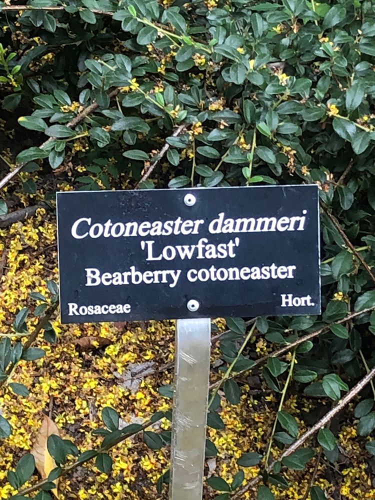 Sign in front of a shrub says “Cotoneaster dammeri ‘Lowfast’ Bearberry cotoneaster