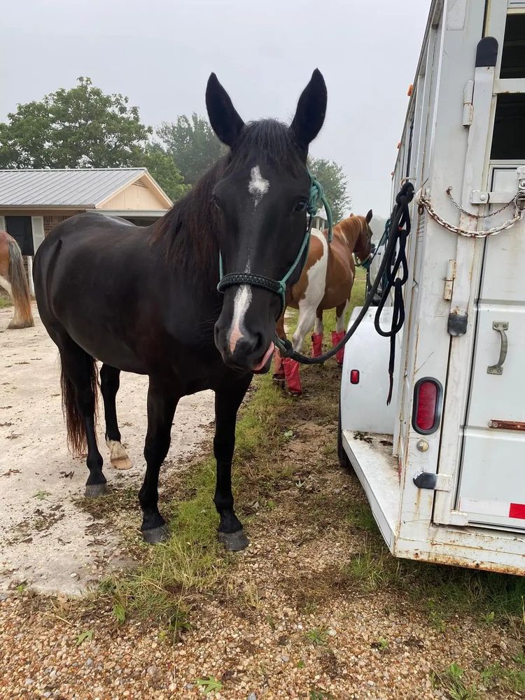 A black mustang tied up to a horse trailer. He has a star on his forehead in the shape of Texas and he's sticking his tongue out. Horse blep ftw