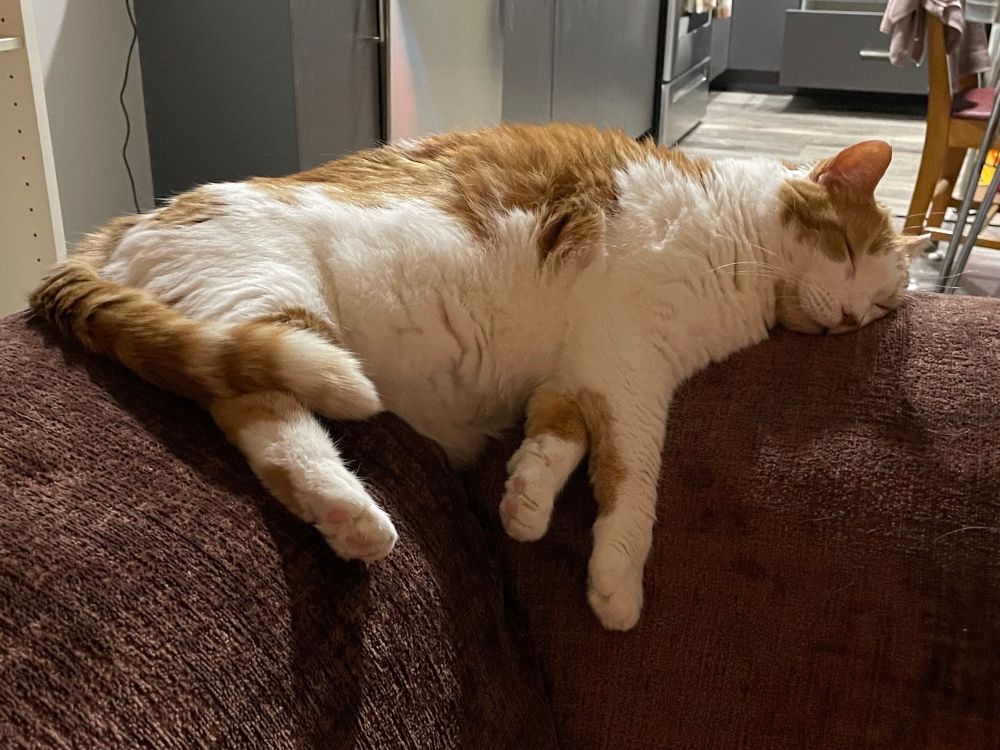 Orange and white cat snoozing on the arm rest of a couch 