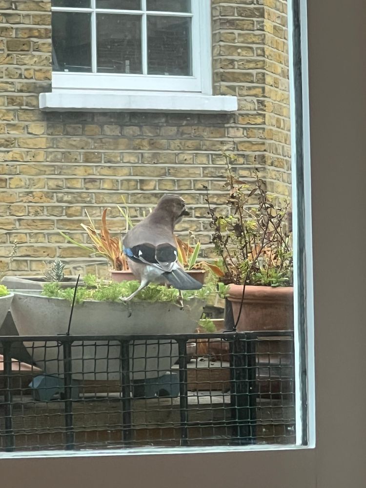 The same jay with its back to us so its long tailfeathers are visible 
