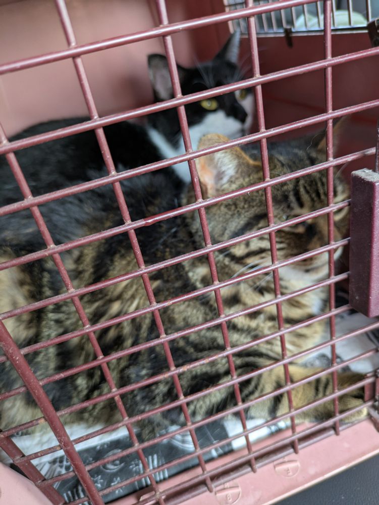 The cats Franny and Zoe, sharing a travel carrier.