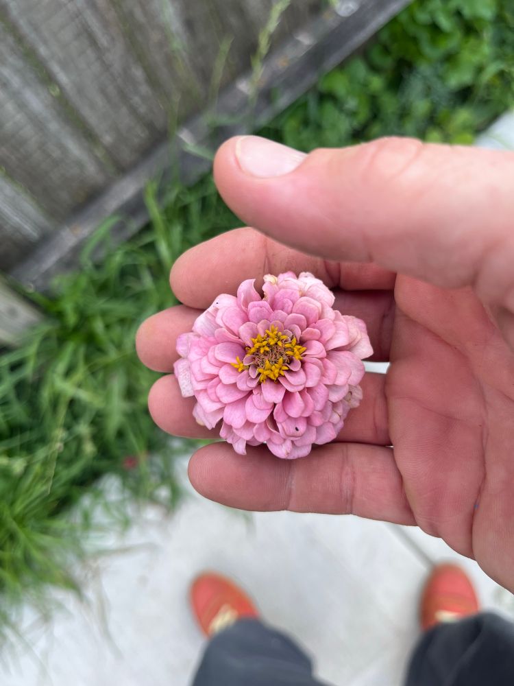 A zinnia nipped by the poster’s super sweet moves