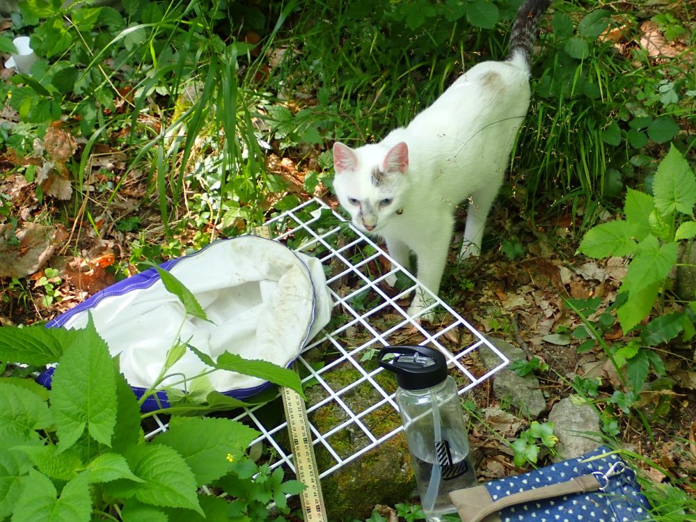 A cat stood next to a quadrat and sweep net.