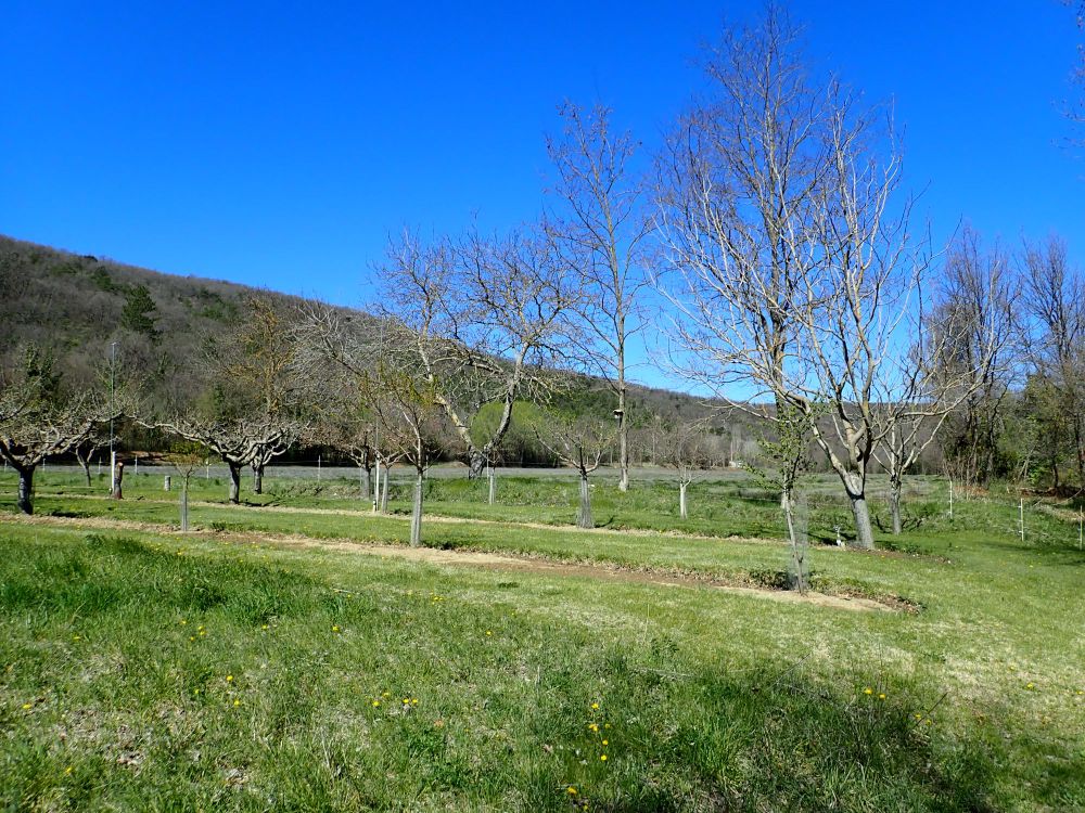 An orchard of fruit trees in spring. Each one has chicken wire wrapped around the base of the trunk to protect it from Beavers.