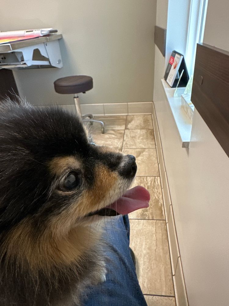 Buffy the doggo