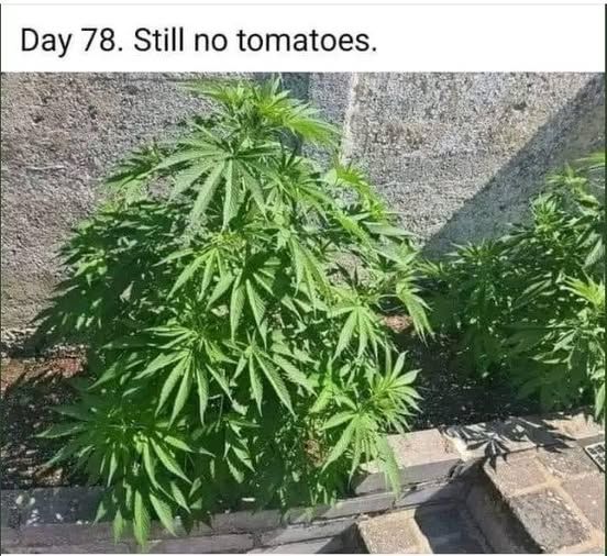 "Day 78 -- still no tomatoes" -- image of lush marijuana plant
