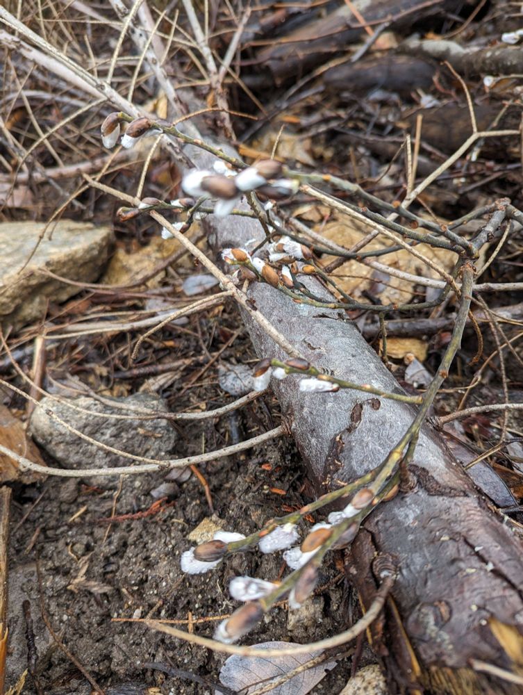 Fuzzy grey pussy willows emerge from a branch amid brown earth and a fallen tree limb.