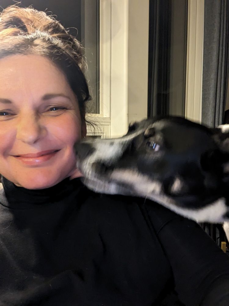 A black and white dog kisses a smiling person on the jaw.