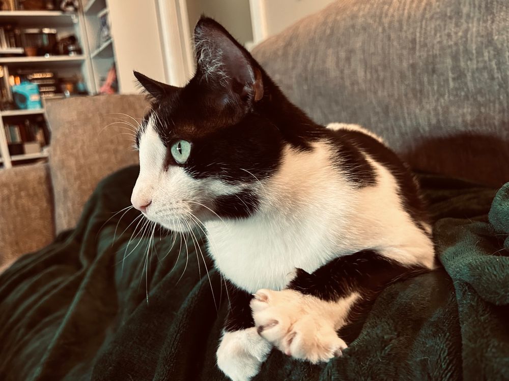  A black and white cat with striking green eyes rests on a dark green blanket draped over a couch. The cat is lying with its front paws crossed, gazing attentively to the left. In the background, there is a beige armchair and a bookshelf filled with books and decor.