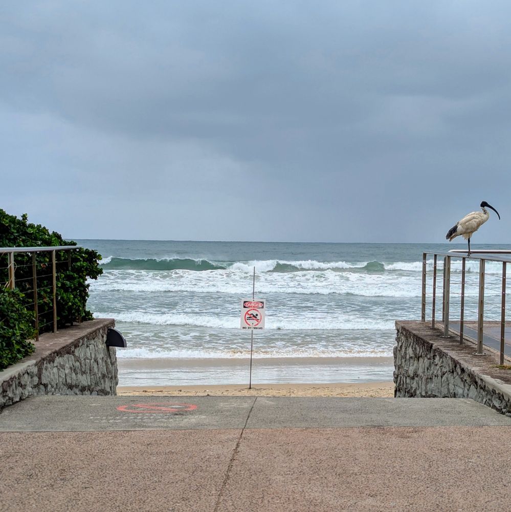 A photograph looking down a footpath to the beach with lines of waves breaking into shore. The sky is grey and cloudy and a haze of rain can be seen in the distance. A 'Danger No Swimming' sign is on a narrow post in the sand framed by the stone retaining walls on either side of the path. On the left of the path is hand railing with greenery and bushes. On the right an ibis stands in profile on the hand railing.