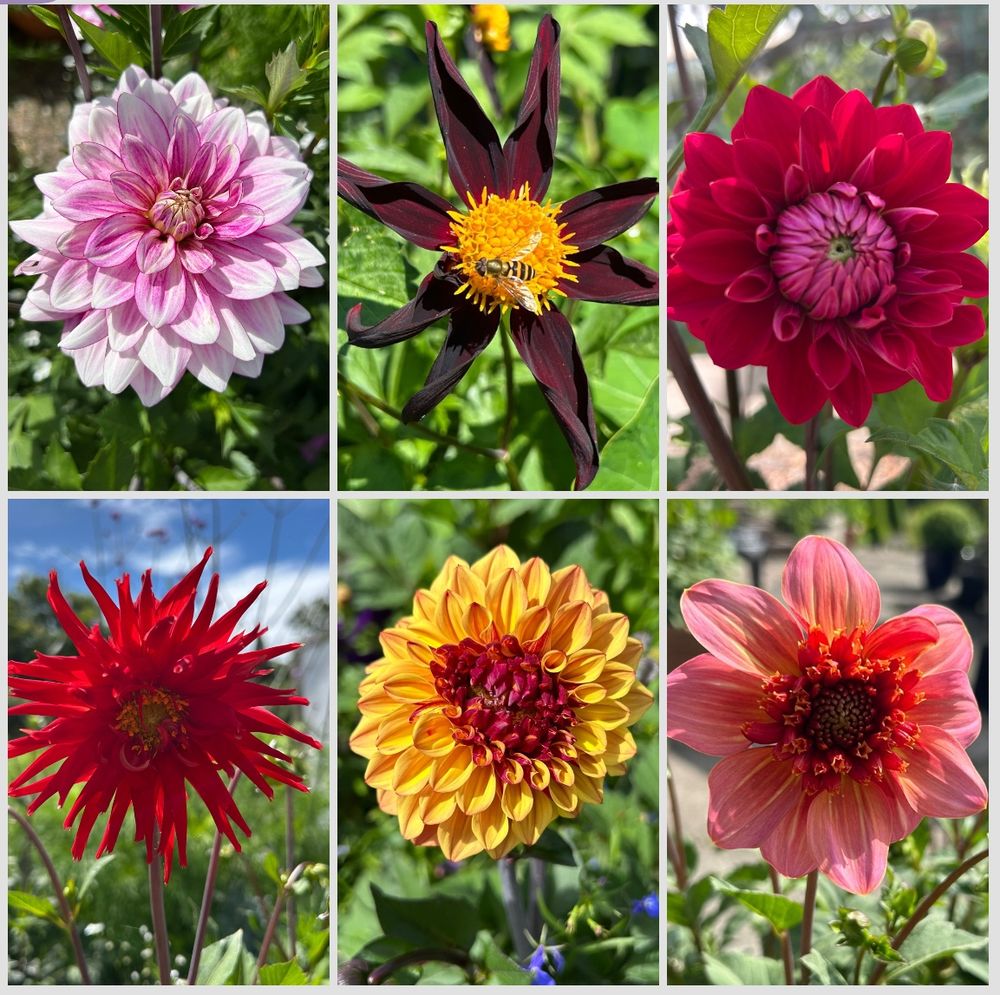 Clockwise from top left: pink fading to white ‘Hemisphere’, deepest maroon with golden centre ‘Honka Black’, no idea, but lovely bright red, ‘Totally Tangerine’, ‘Autumn Pumpkin’, bright red cactus style Acapulco’