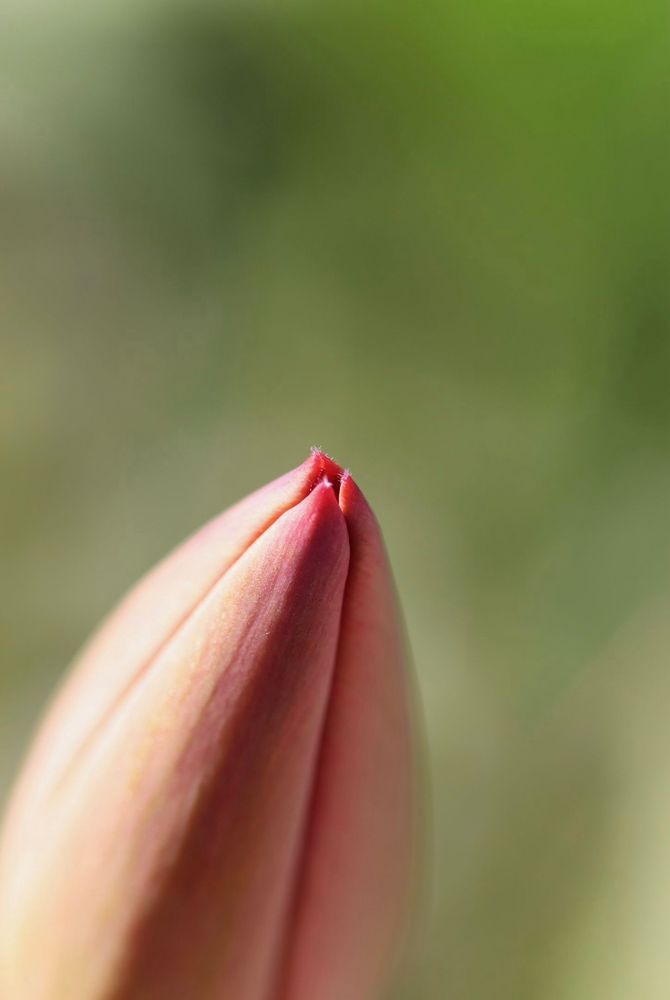 The pursed lips of a tulip about to bloom. The closed petals are smoothly shut, the background is a hazy green